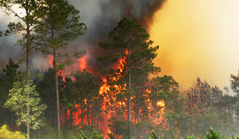 Fire on “Khosrov Forest” Nature Reserve territory