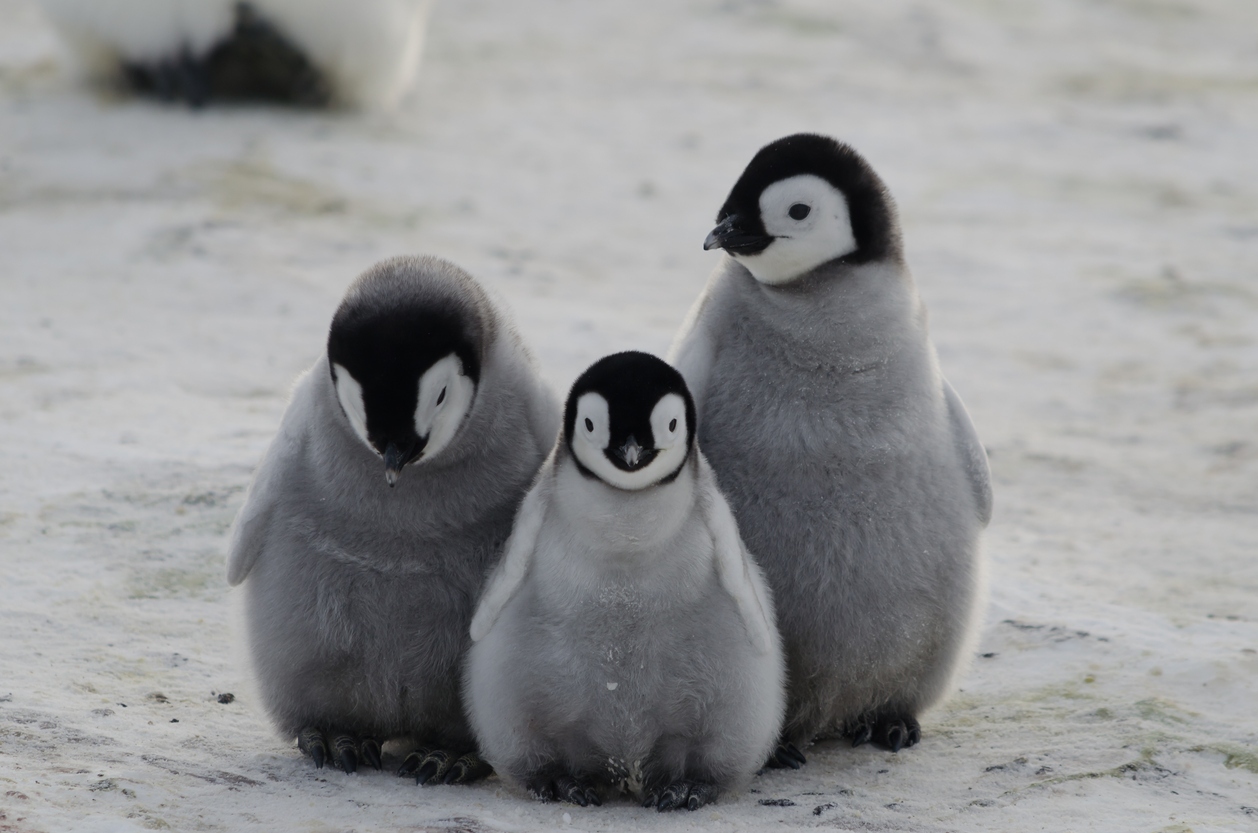 On penguin awareness day, scientists look at how climate change will