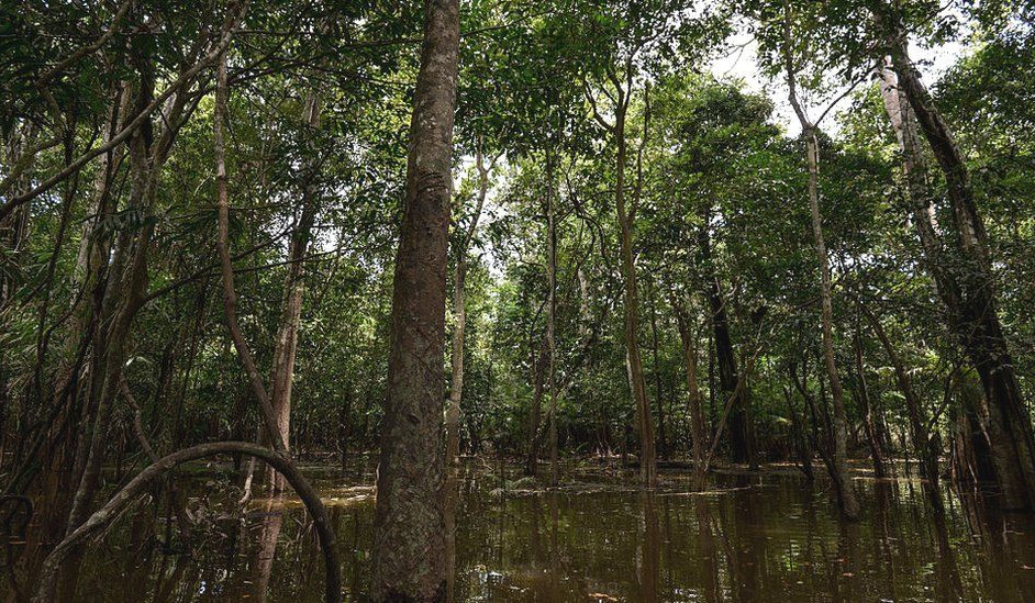 Young brothers found in Amazon after nearly four weeks