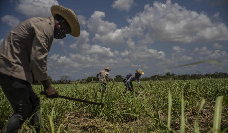 Cuba sugar harvest only half of expected; sector in ‘crisis’