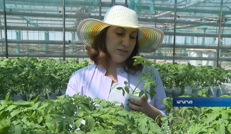 Armenia's Miracle and a Dream: residents of bordering communities to receive free seeds and seedlings