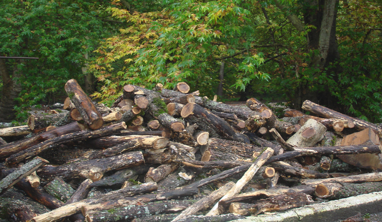 Criminal case launched in regard of illegal logging in Tavoush region