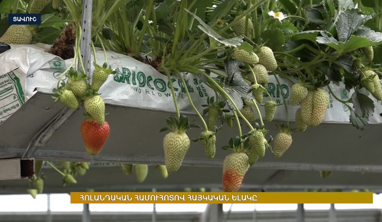 Armenian strawberries of Dutch origin take the market for four years now