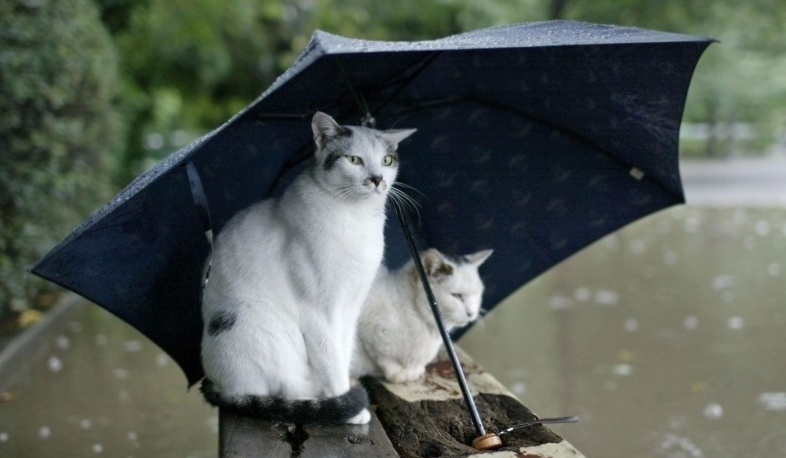 Rain and thunderstorm accompanied by occasional hails