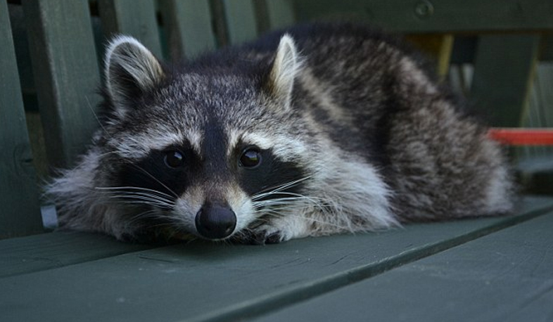 Raccoon spotted at Toronto airport