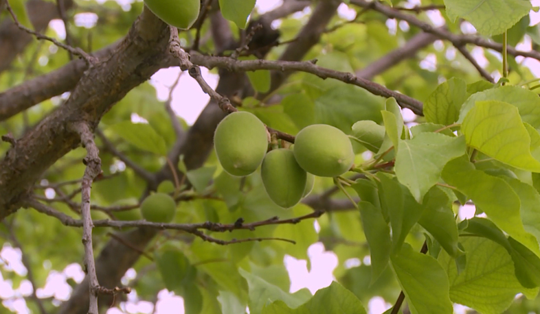 Once the corps immediately become visible on trees, that means an abundant harvest is ahead