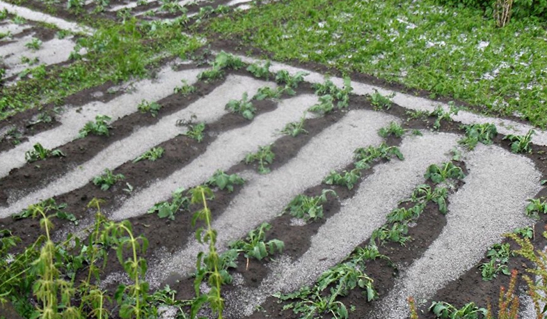 Aragatsotn crop partially damaged by hail