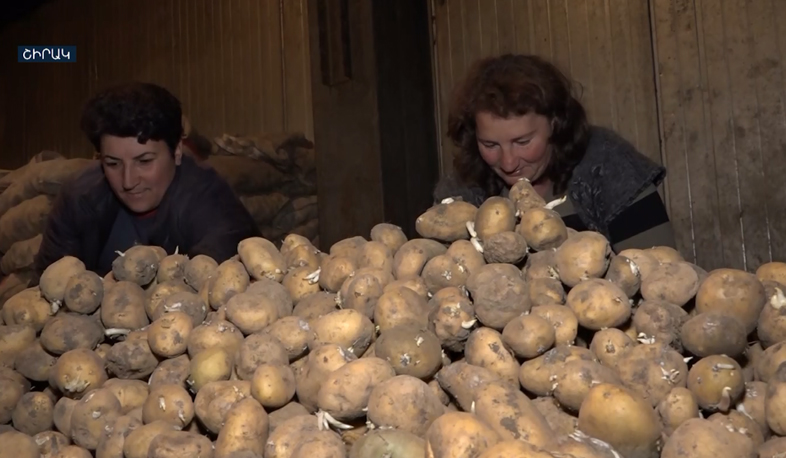 Shirak potato to make its way back to Russia