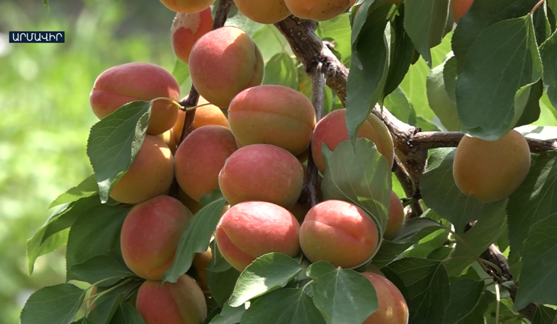 European apricot in Armavir