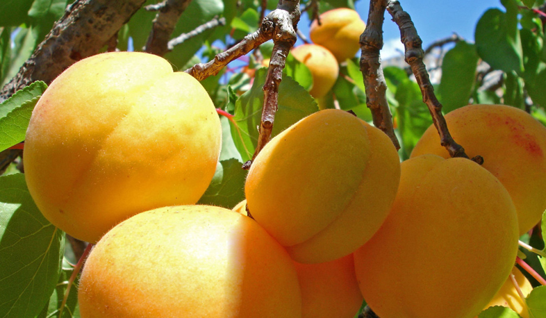 More than 1000 tons of apricot exported to Russia