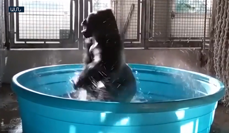 Dallas gorilla takes a bath