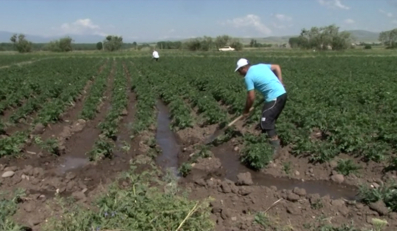 No irrigation water for gardens in Astghazor village near Sevan