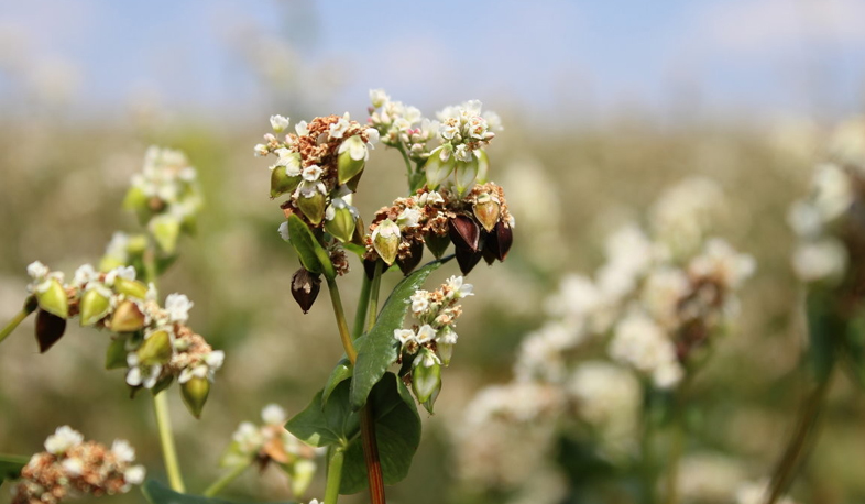 Buckwheat processing factory opens in Bavra