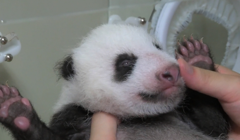 40-day-old panda opened its eyes