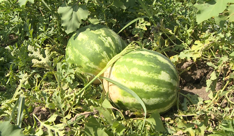 Ten thousand tons of fruit and vegetable procured in Armenia