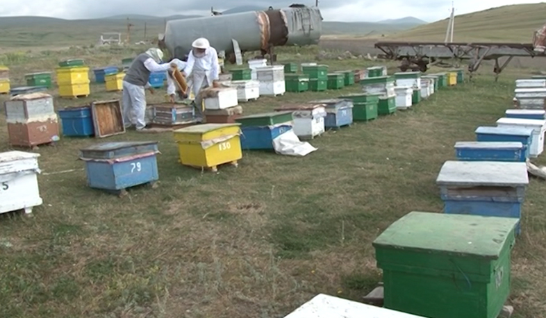 Honey gathering starts in Ghegharkunik