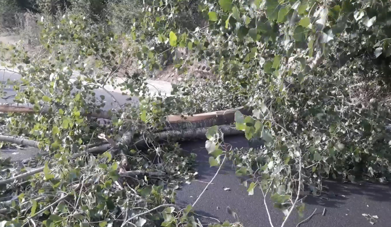 Poplar falls over car in Vanadzor