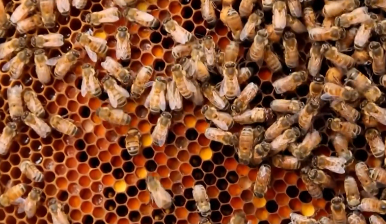 1000 t honey produced in Armenia