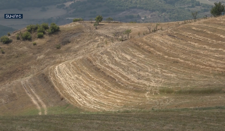 Voskevan unable to harvest wheat because of Azerbaijani fire