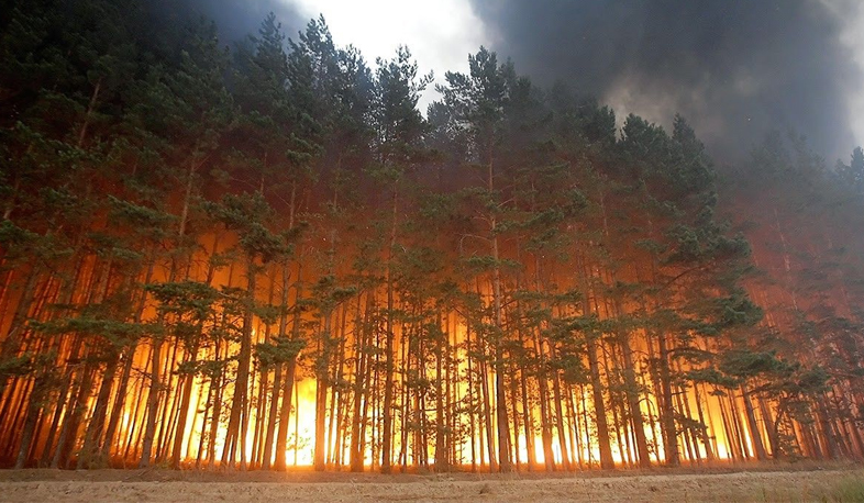 Borjomi forests on fire