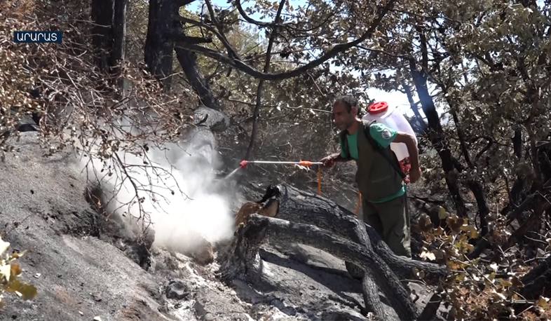 Post-fire works restart in Khosrov Reserve