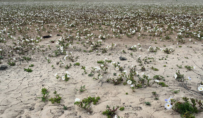 Chile’s Atacama desert blooms