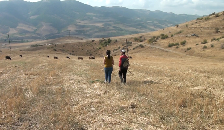 Azerbaijani snipers target Armenian shepherd in Tavush