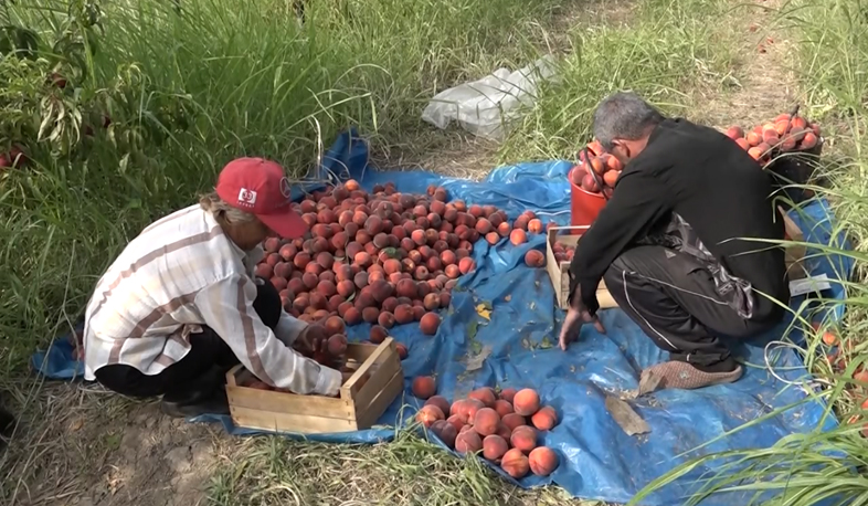 Tavush intensive gardens misled villagers with abundant harvest