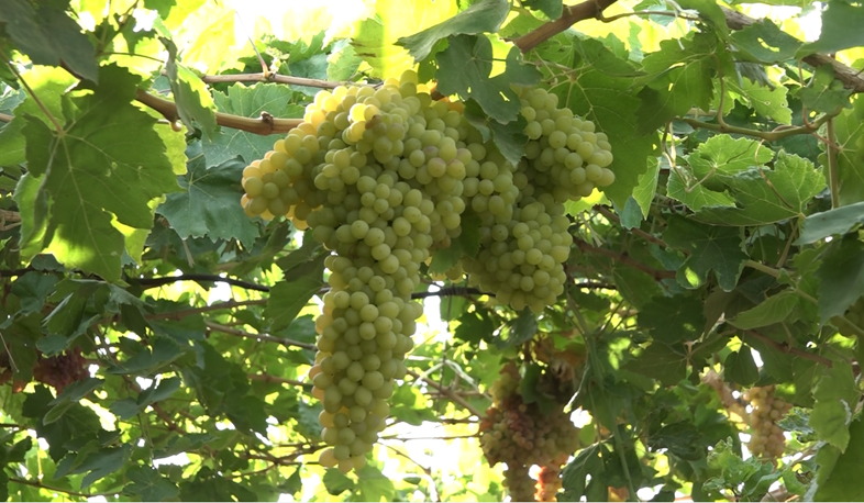 Abundant grape harvest in Alashkert