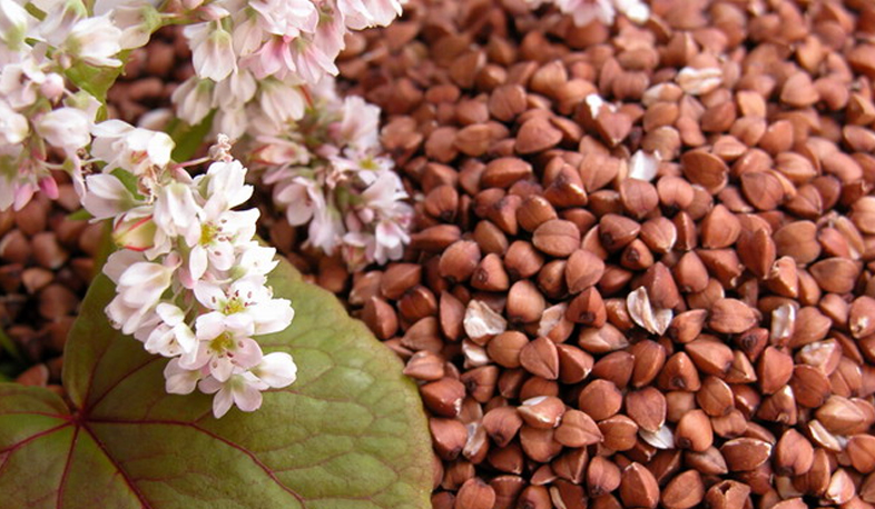 Gegharkunik aims to enlarge buckwheat fields