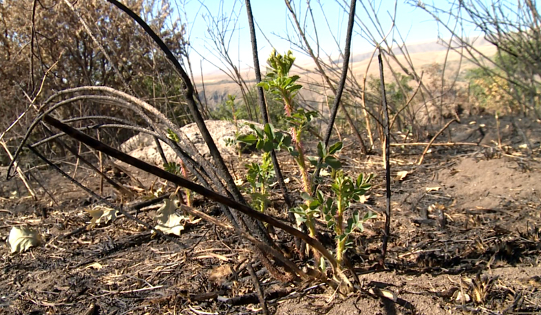 50-100 years needed to restore Khosrov Reserve