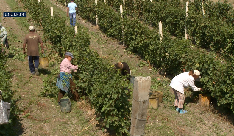 Vineyard harvest in Armavir