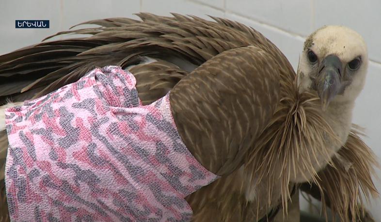 Griffon vulture is in Yerevan