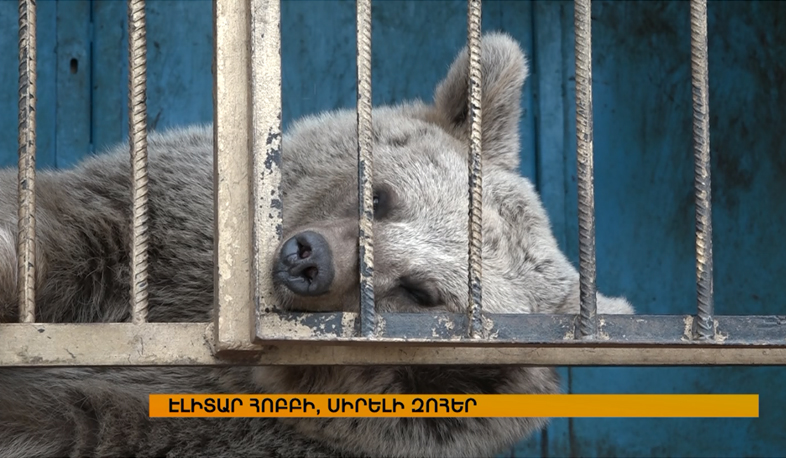 First bear shelter to open in Armenia