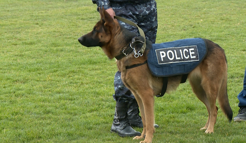 Professionals win in dog competition