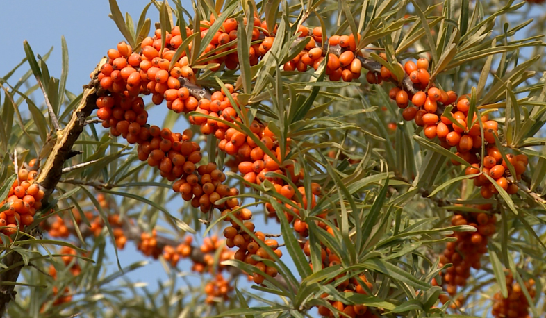 Only 20 percent of sea buckthorn realized in Sevan