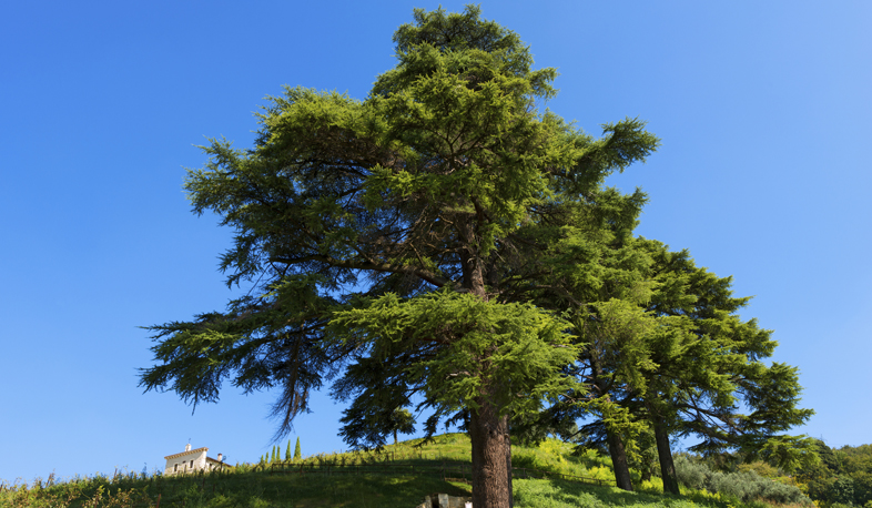 250 Lebanon cedars to Armenia