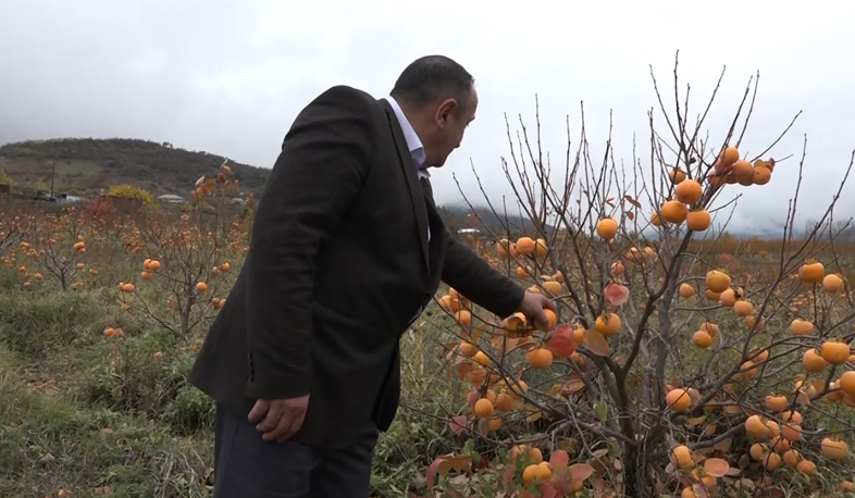 New gardens started in Shnogh