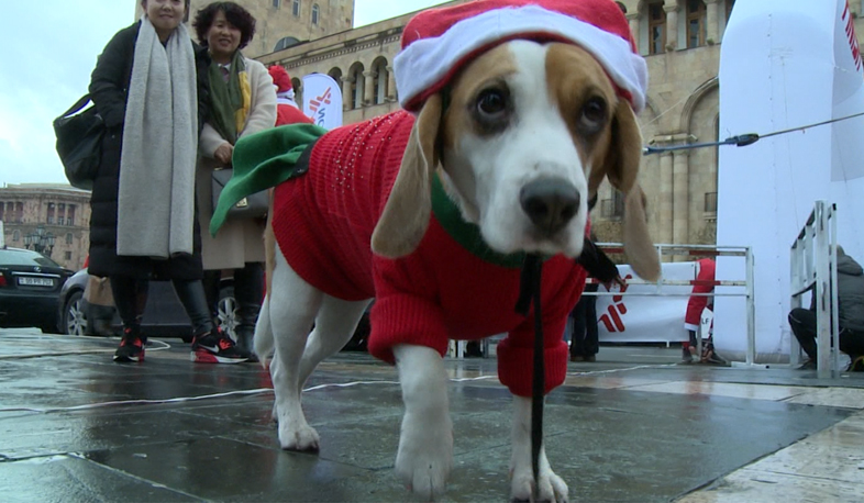 120 Santa Clauses to run for charity marathon