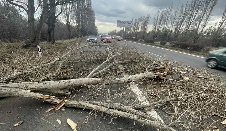 Երևան-Սևան Մ-4 ավտոճանապարհին ծառը տապալվել է՝ վնասելով երկու մարդատար ավտոմեքենա