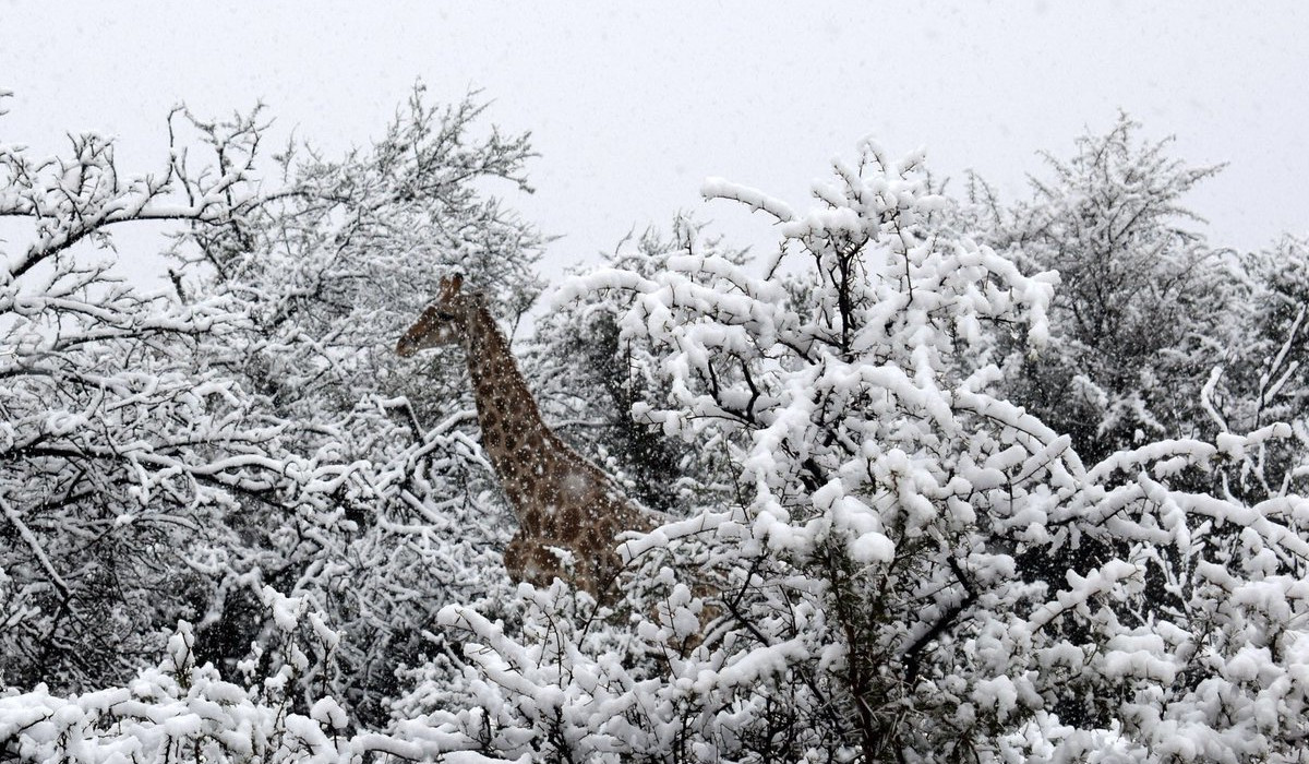 Johannesburg residents wake up to first snowfall in more than a decade