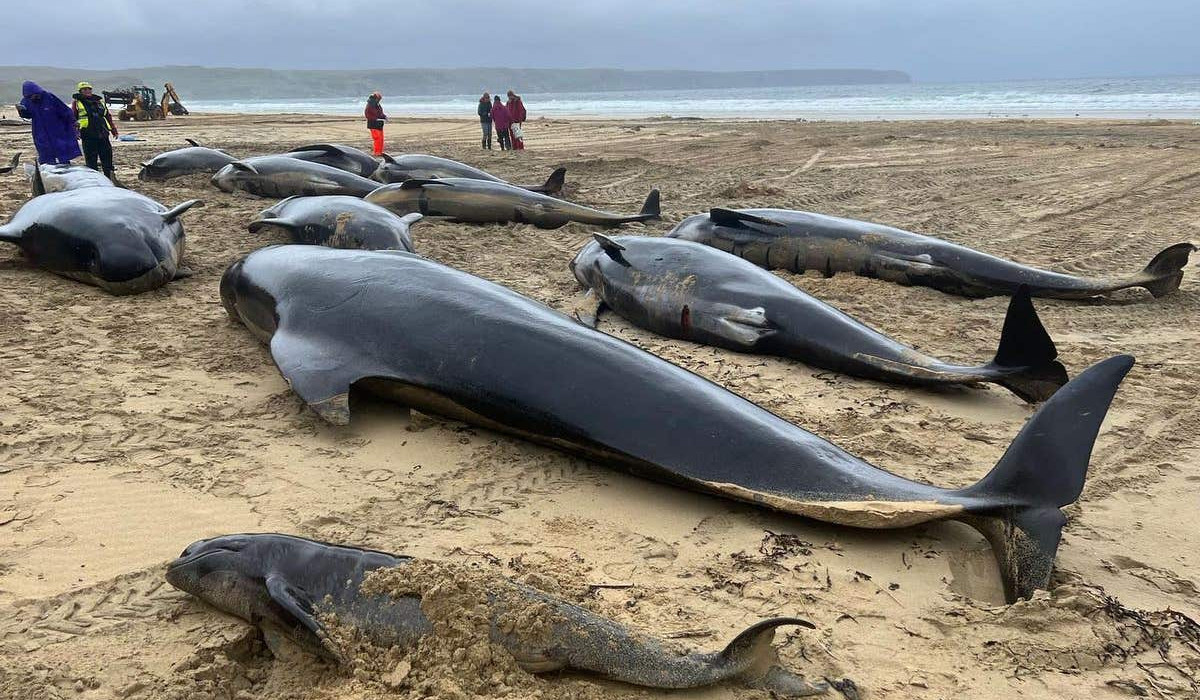 More than 50 whales die after mass stranding in Scotland