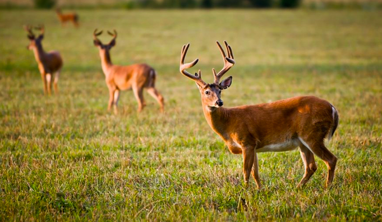 Video surveillance in national parks