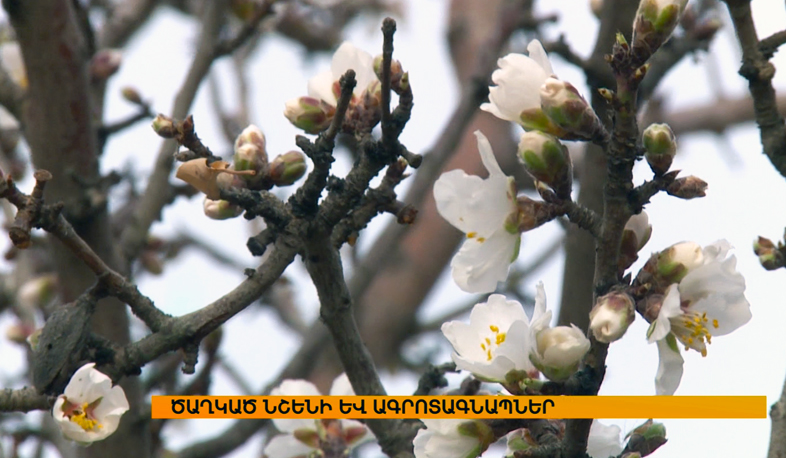 Flowered almond tree and agricultural alert