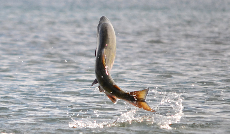 Control visits in fish hatcheries