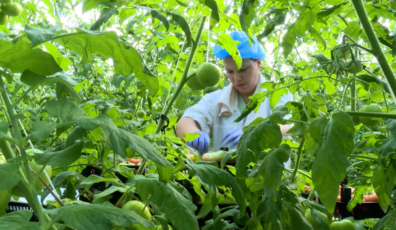 New greenhouse in Ararat province