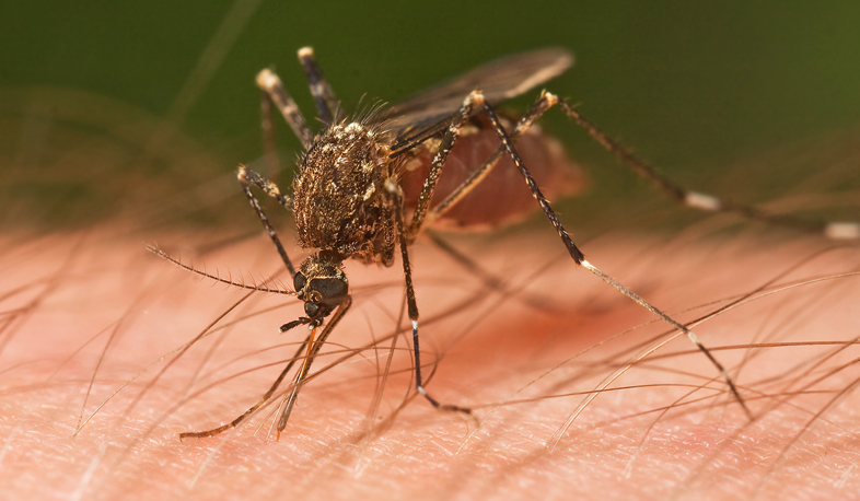 Infection risks amplified my mosquitoes