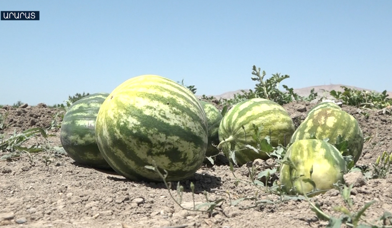 Ոռոգման ջուրը չի հասնում գյուղացուն