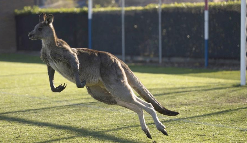 Hungry kangaroos attack Canberra