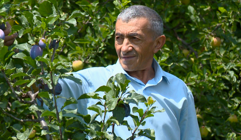 Ecologically clean Armenian fruit in export stage